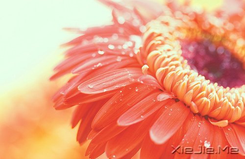 人生旅途,花香满径 (5)