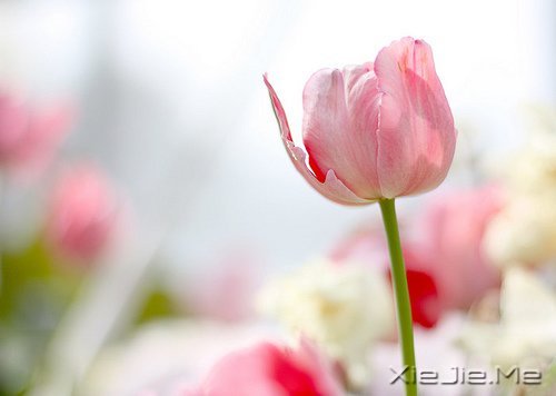 人生旅途,花香满径 (10)