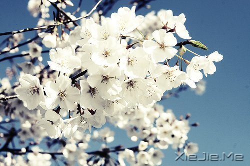 早安心语:脏话比谎言干净一千倍 (6)