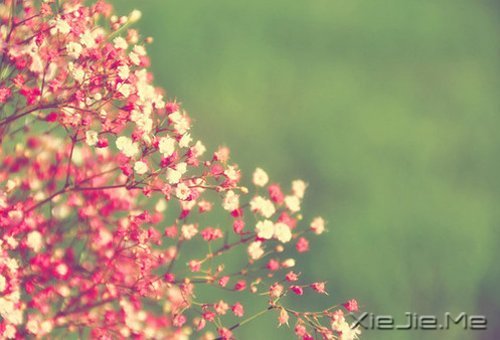 早安心语:时间会咬人,你不走就会满身伤痕 (7)