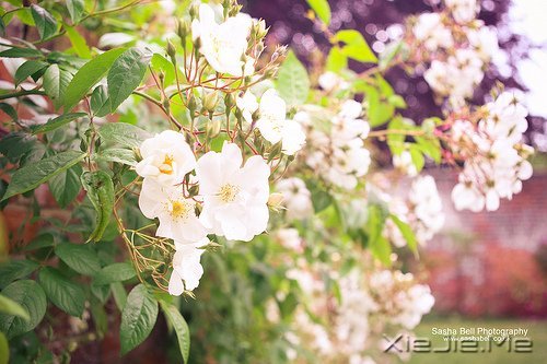 晚安心语:愿细水流年时,地老天荒 (3)