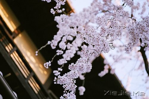 �������Ը���Ϊ�Լ���̫�� (5)