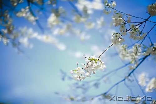 晚安心语:不争,也有属于你的世界 (8)