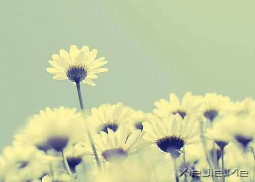 早安心语:只要你在走,总会看到进步 (2)