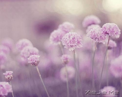 早安心语:只要你在走,总会看到进步 (5)