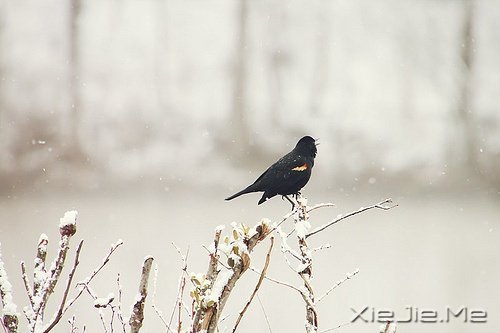 ���֣��ɳ���ζ�� (5)