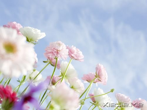 唯美的花朵图片 (1)